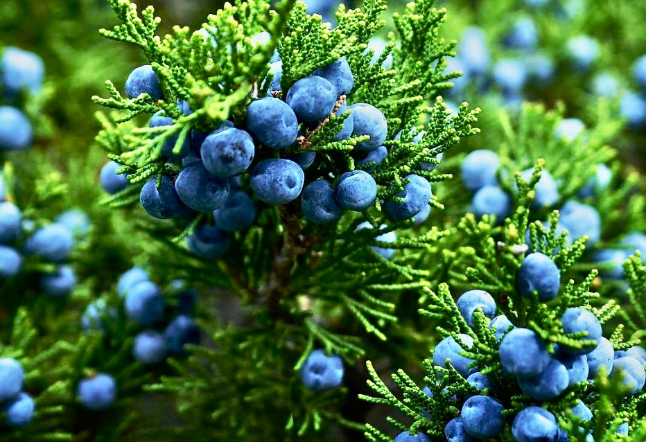 Berries